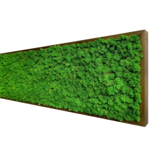 Quadro licheni stabilizzati extra size cornice legno 75x35cm