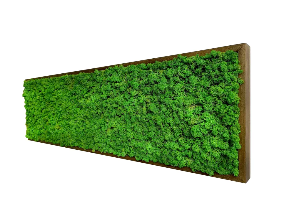 Quadro licheni stabilizzati extra size cornice legno 75x35cm
