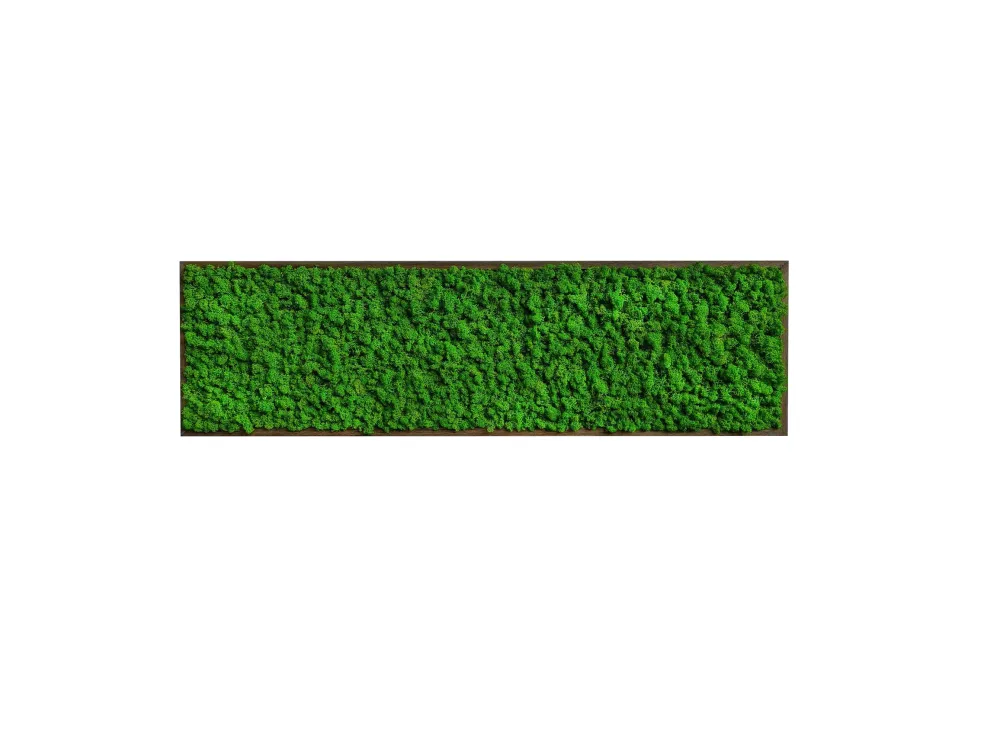Quadro licheni stabilizzati extra size cornice legno 75x35cm