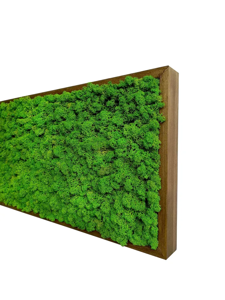 Quadro licheni stabilizzati extra size cornice legno 75x35cm