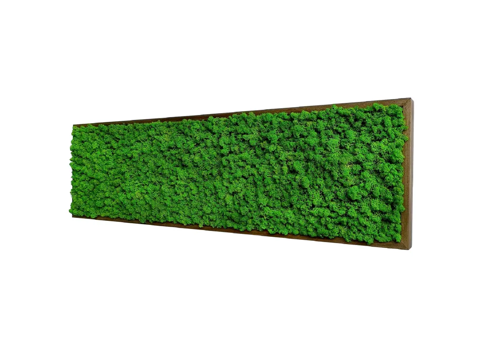 Quadro licheni stabilizzati extra size cornice legno 75x35cm