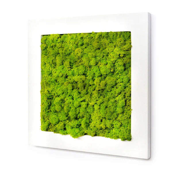 Quadro licheni stabilizzati laccato bianco 40x40cm