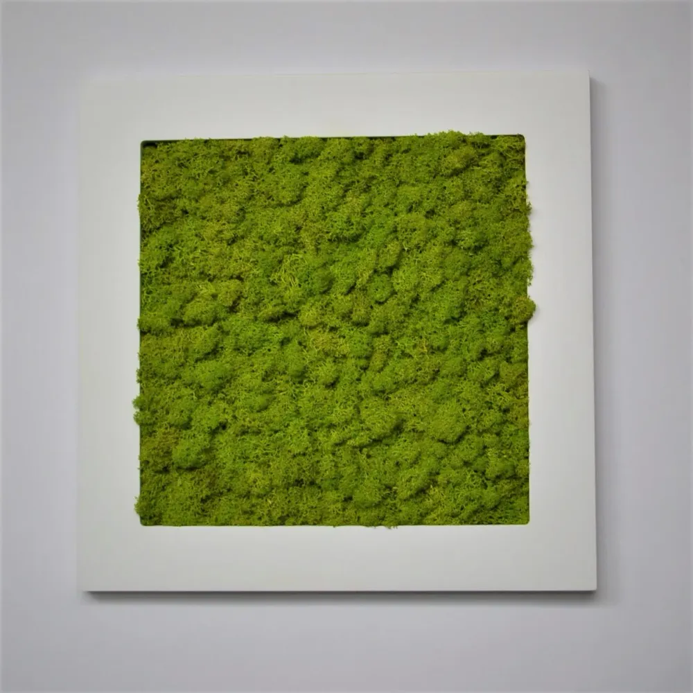Quadro licheni stabilizzati laccato bianco 40x40cm