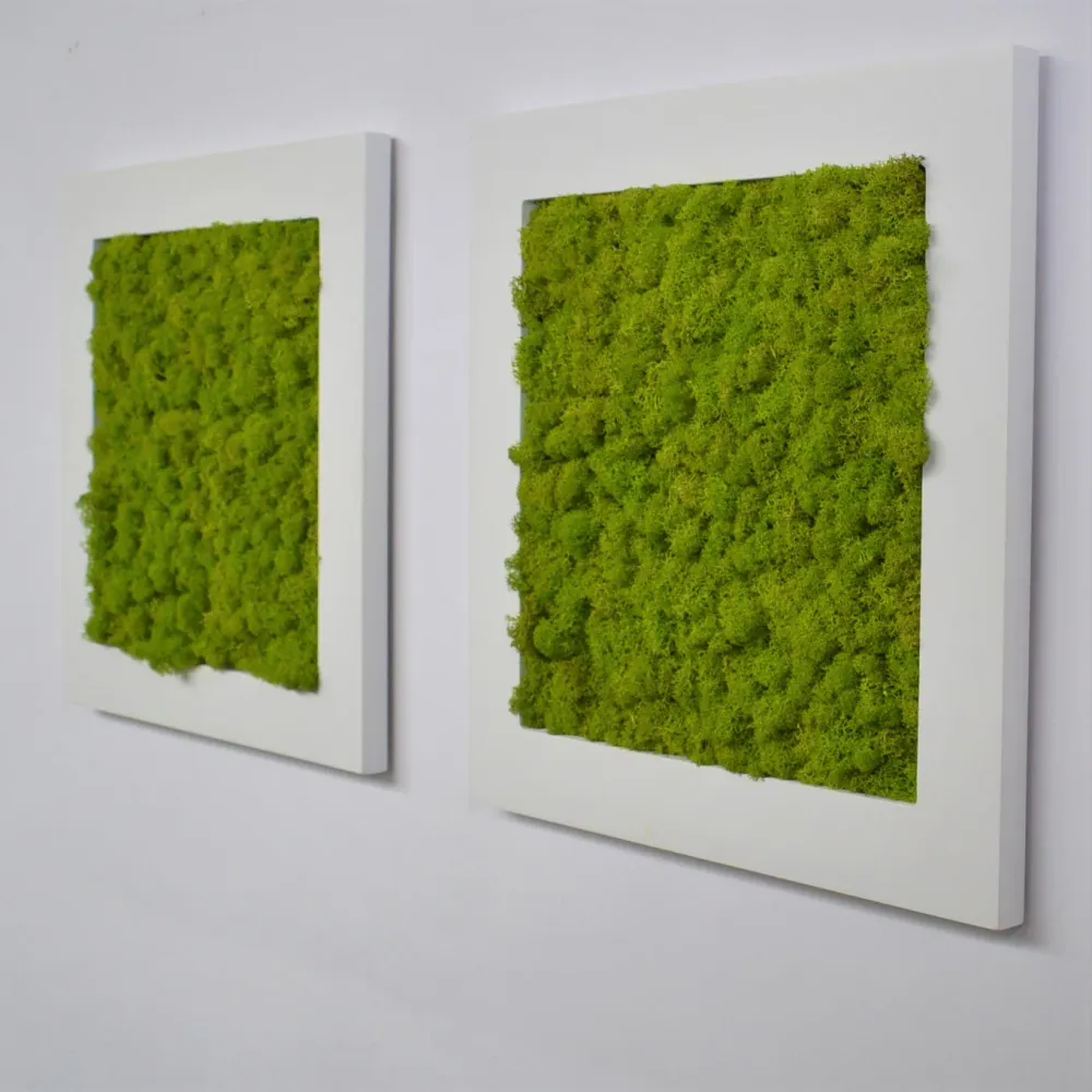 Quadro licheni stabilizzati laccato bianco 40x40cm